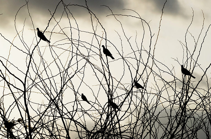 Week in wildlife: Doves sit on the branches of a tree in the Dadaab 