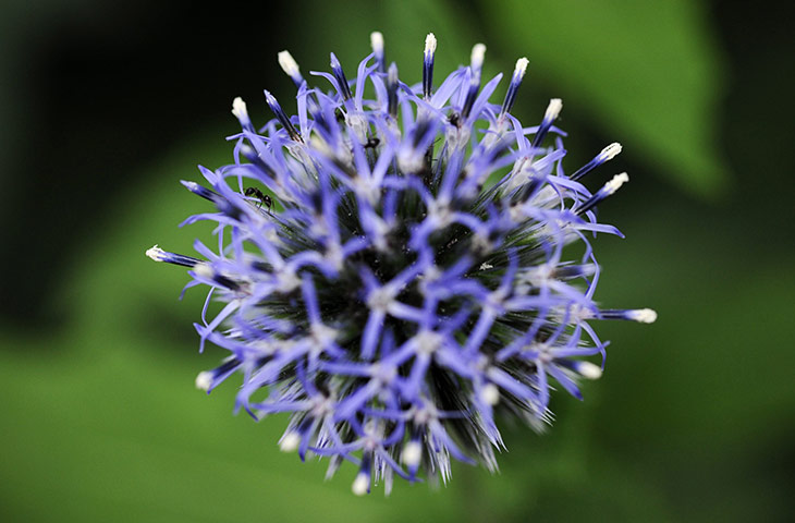 24 Hours in Pictures: Ants are seen in an Echinops setifer flower in Tokyo