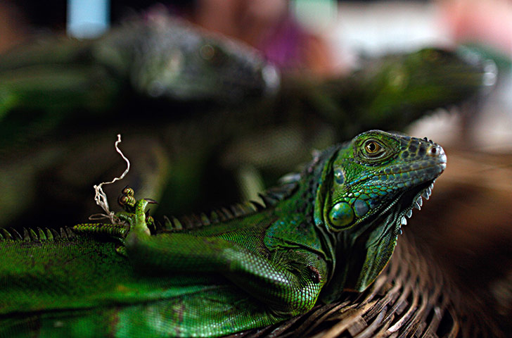 24 hours: Managua, Nicaragua: Iguanas for sale at the Oriental market