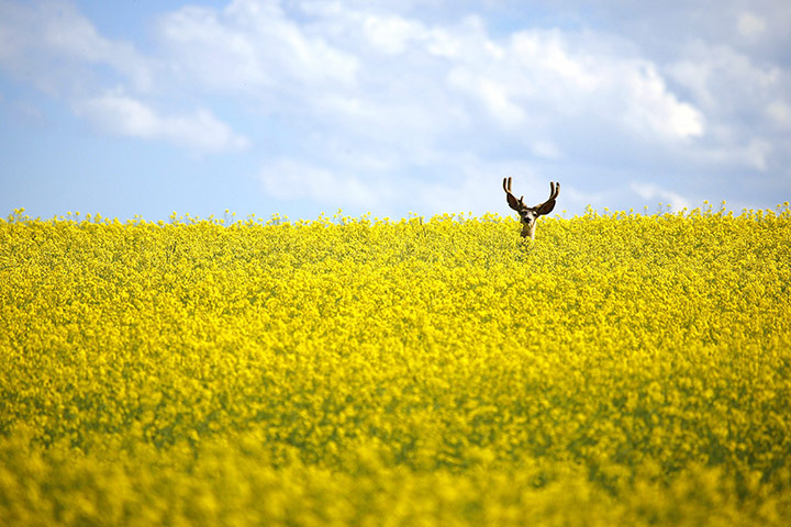 24 hours: Cremona, Canada: A stag stands in a neck high field of canola 