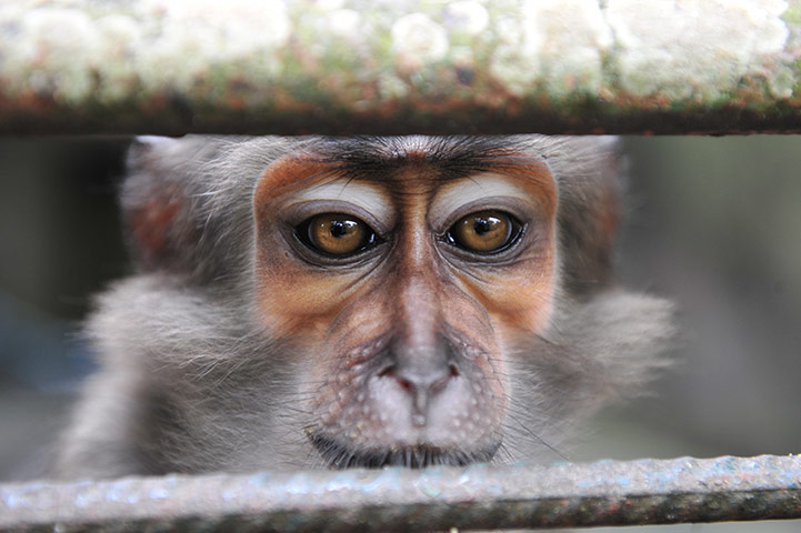 24 hours: Abidjan, Ivory Coast: A monkey which survived the post-electoral crisis