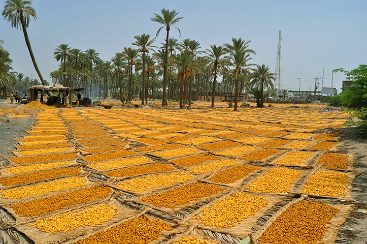 Ramadan: Boiled dates are dried in the sun in a palm orchard in Rajankot, Pakistan
