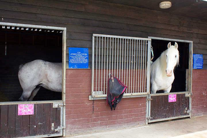 In pictures: split: horse