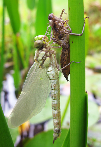 In pictures: split: dragonfly