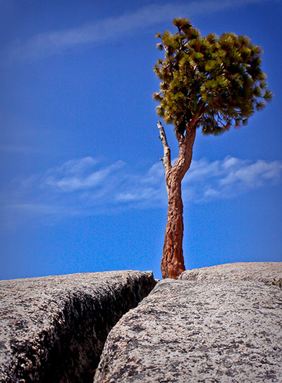 In pictures: split: tree