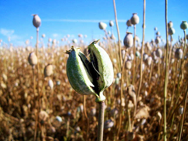 In pictures: split: Oxfordshire poppy field