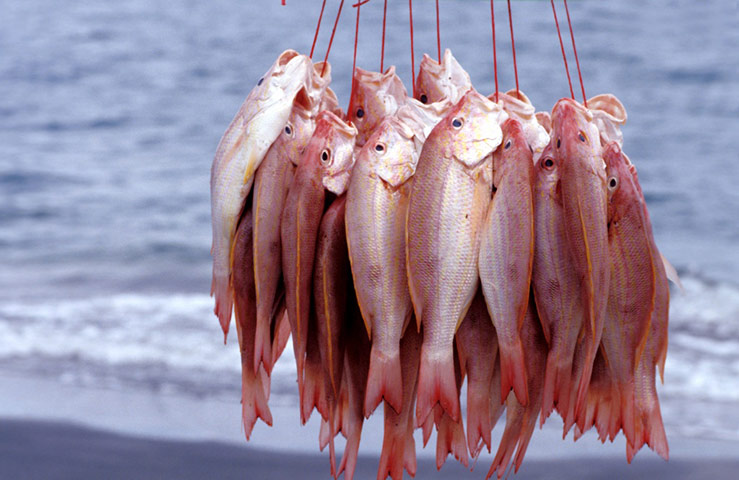 Cayman Islands: Freshly caught red snapper 