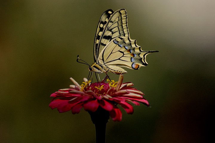 24 hours in pictures: A butterfly on a flower , Athens