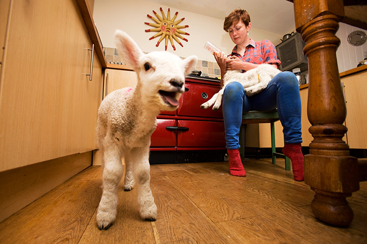 Sarah Boden: Sarah Boden lambing in the Hebrides