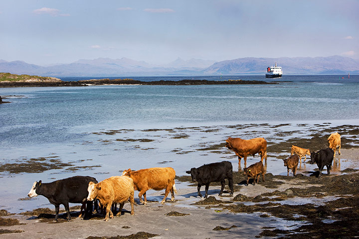 Sarah Boden: Eigg ferry