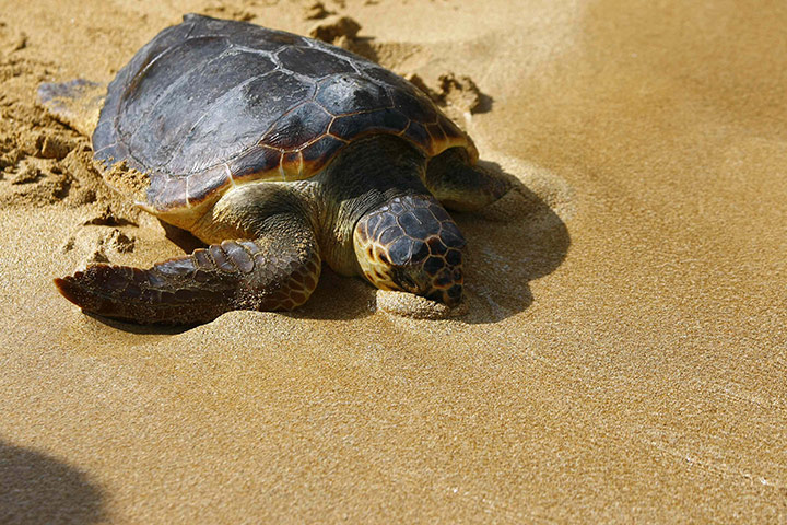 week in wildlife: A loggerhead turtle reaches the water at Gnejna Bay, in the north of Malta