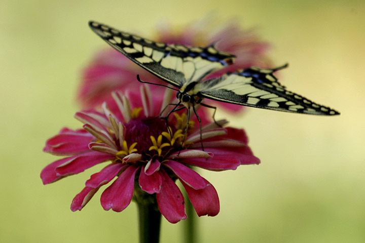week in wildlife: A butterfly alights