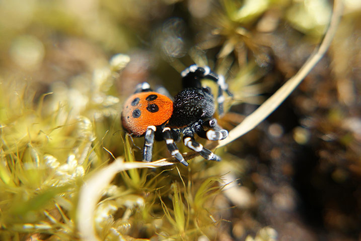 week in wildlife: Ladybird spiders new home