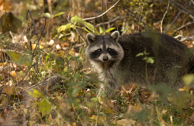 week in wildlife: a raccoon in Anne Arundel County