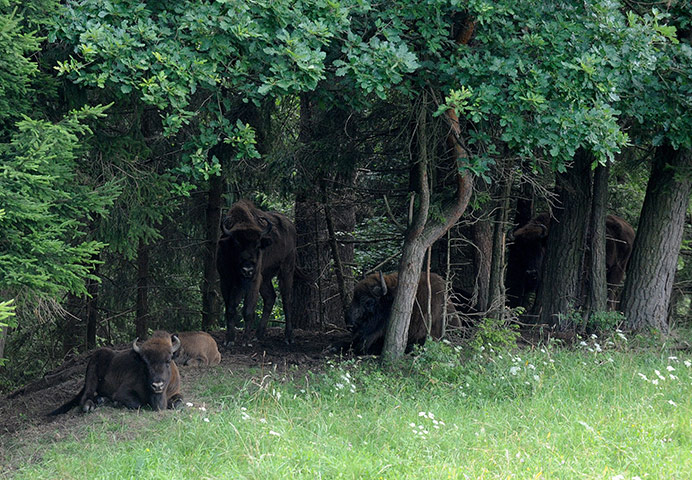 week in wildlife: European bisons rest in Zidlov reserve , Czech Republic