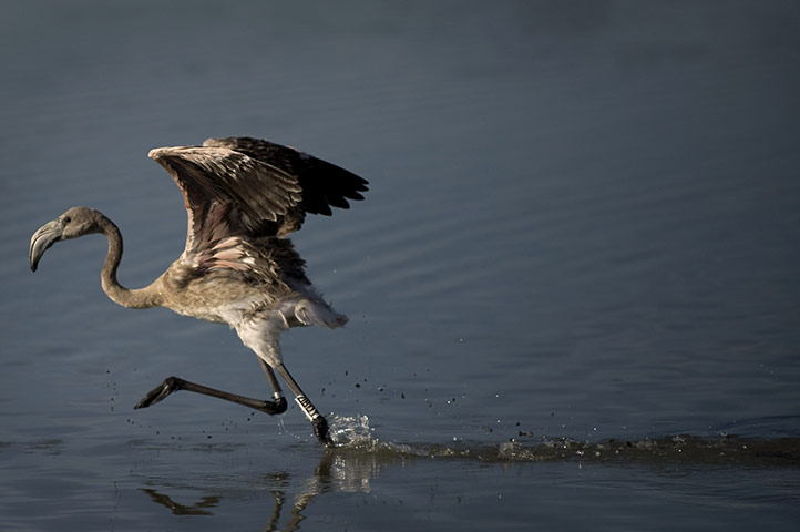 week in wildlife: A flamingo chick runs on the Fuente de Piedra lake