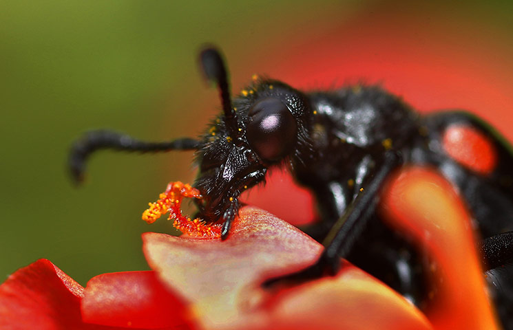 week in wildlife: A blister beetle