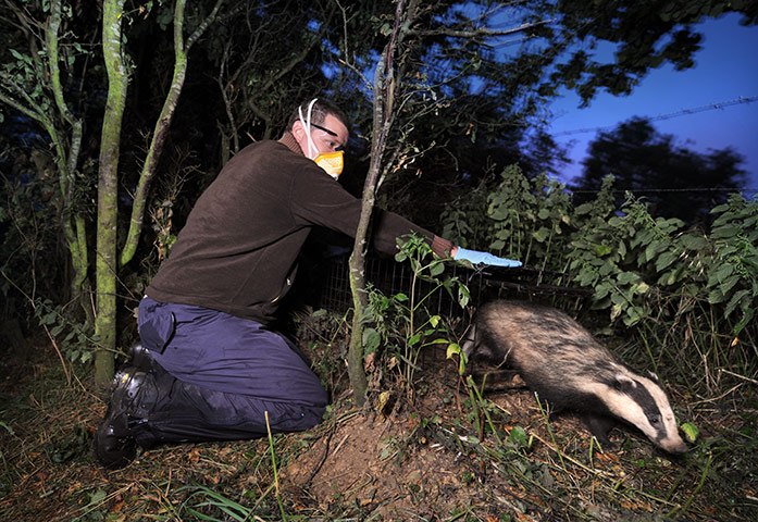 week in wildlife: Badger TB vaccination programme 