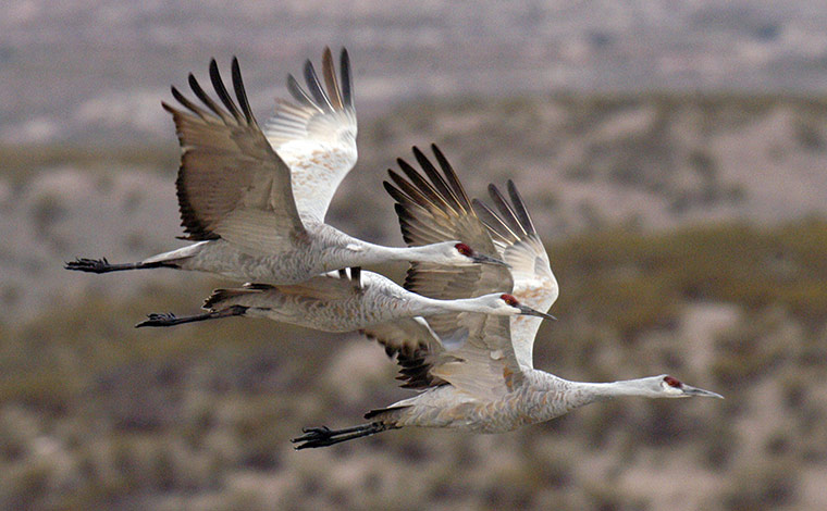 week in wildlife: sandhill cranes in flight
