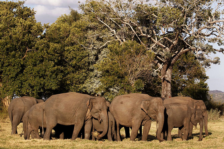 week in wildlife: Asiatic wild elephants gather at a national park in Minneriya,