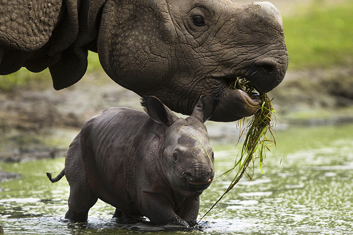 week in wildlife: A new born Indian rhinoceros cub and its mother