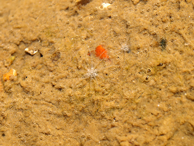 week in wildlife: Starlet sea anemone