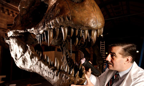 museum T rex 