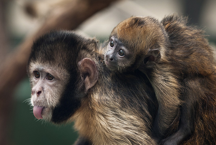 24 hours in pictures: Newborn golden bellied capuchinon mothers back