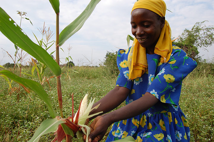 MDG Farmers case studies: SEND A COW, TESO DISTRICT