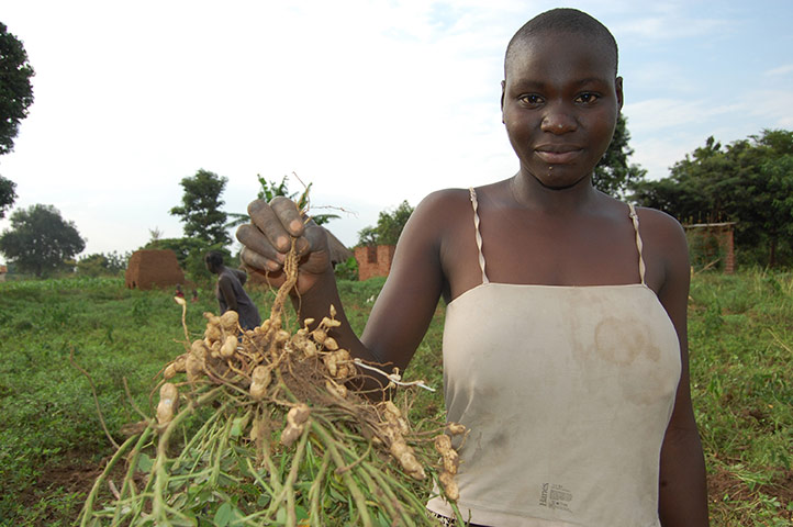 MDG Farmers case studies: SEND A COW, TESO DISTRICT