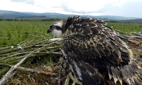 Osprey chick