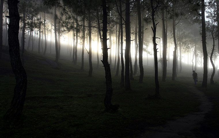 24 hours in pictures: Kavre district, Nepal: A devotee walks through trees to temple