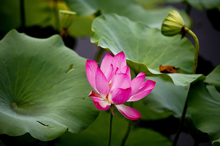24 hours in pictures: Beijing, China: A pink lotus flower on a pond at the old Summer Palace