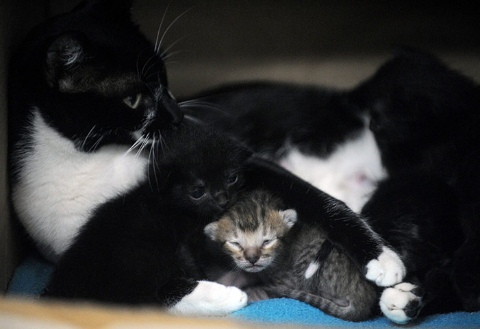 24 hours in pictures: Medellin, Colombia: A surrogate domestic cat nurses a baby margay