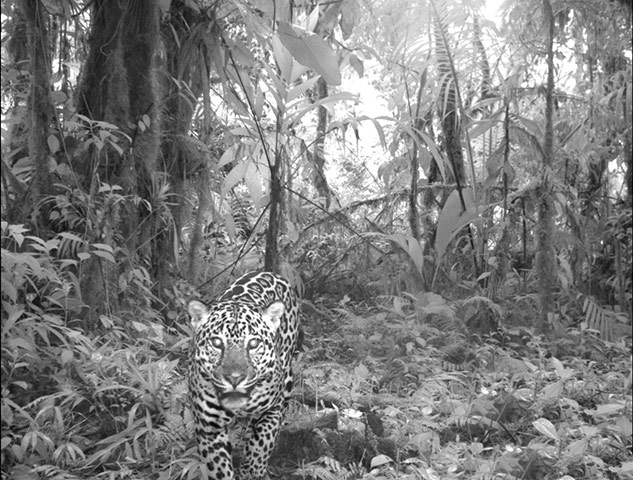 Candid camera : First Global Camera Trap Mammal Study done by TEAM network