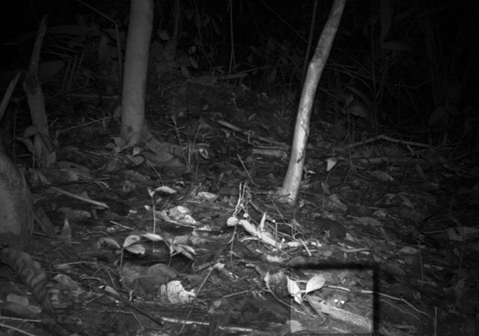 Candid camera : First Global Camera Trap Mammal Study done by TEAM network