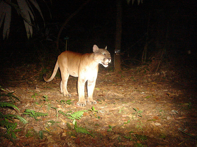 Candid camera : First Global Camera Trap Mammal Study done by TEAM network