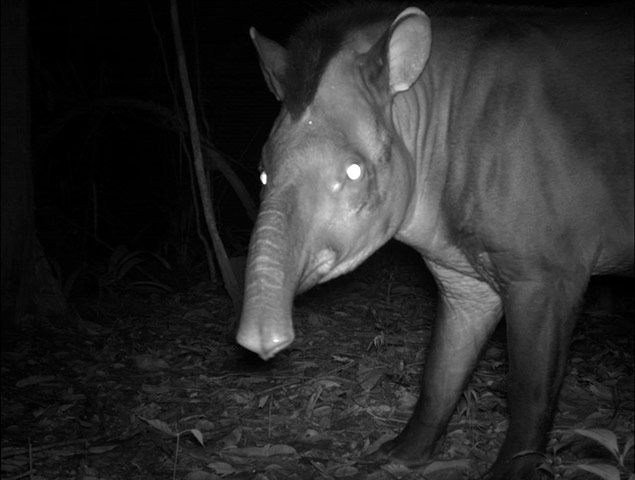 Candid camera : First Global Camera Trap Mammal Study done by TEAM network