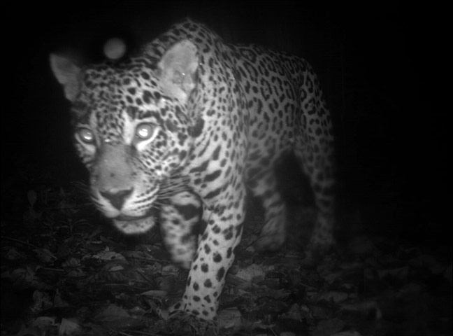 Candid camera : First Global Camera Trap Mammal Study done by TEAM network