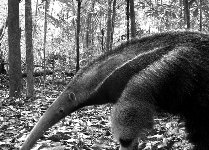 Candid camera : First Global Camera Trap Mammal Study done by TEAM network