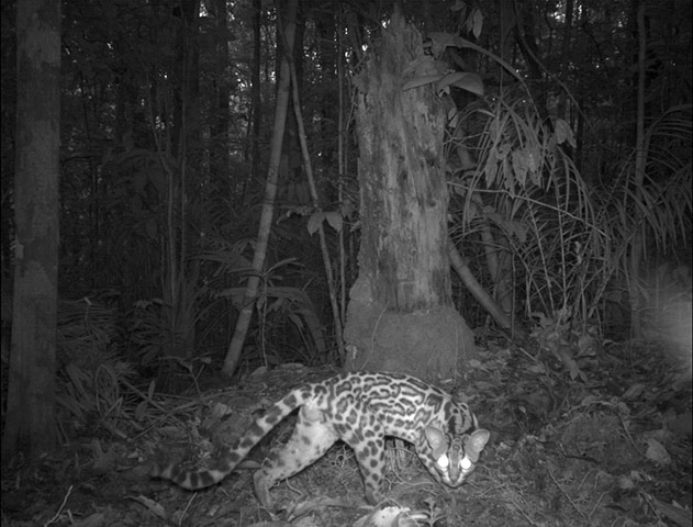 Candid camera : First Global Camera Trap Mammal Study done by TEAM network