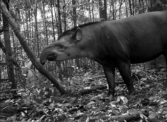 Candid camera : First Global Camera Trap Mammal Study done by TEAM network