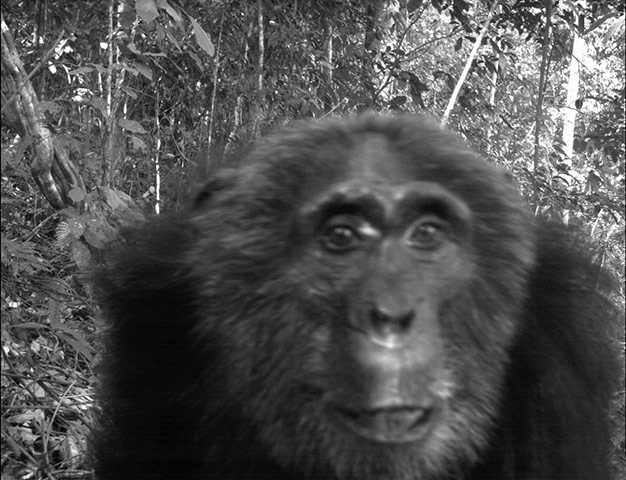 Candid camera : First Global Camera Trap Mammal Study done by TEAM network