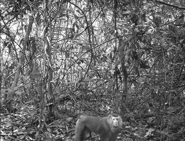 Candid camera : First Global Camera Trap Mammal Study done by TEAM network