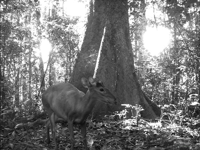 Candid camera : First Global Camera Trap Mammal Study done by TEAM network