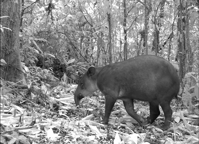 Candid camera : First Global Camera Trap Mammal Study done by TEAM network