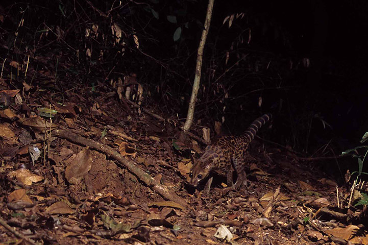 Candid camera : First Global Camera Trap Mammal Study done by TEAM network