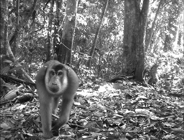 Candid camera : First Global Camera Trap Mammal Study done by TEAM network : Macaca