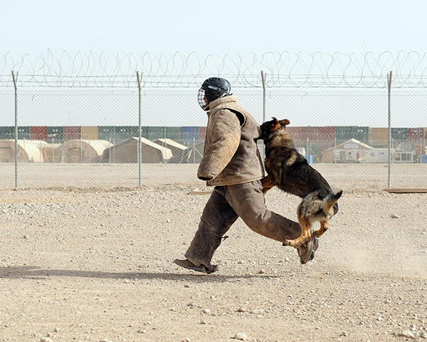 Camp Bastion: David Beckham visiting the Theatre Working Dog Unit at Camp Bastion