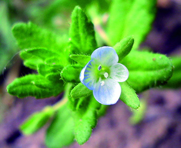 Native Seed Hub: Kew’s Millennium Seed Bank launches UK Native Seed Hub